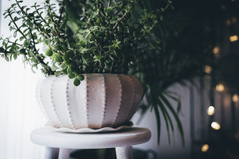 4 beautiful houseplants which improve sleep!