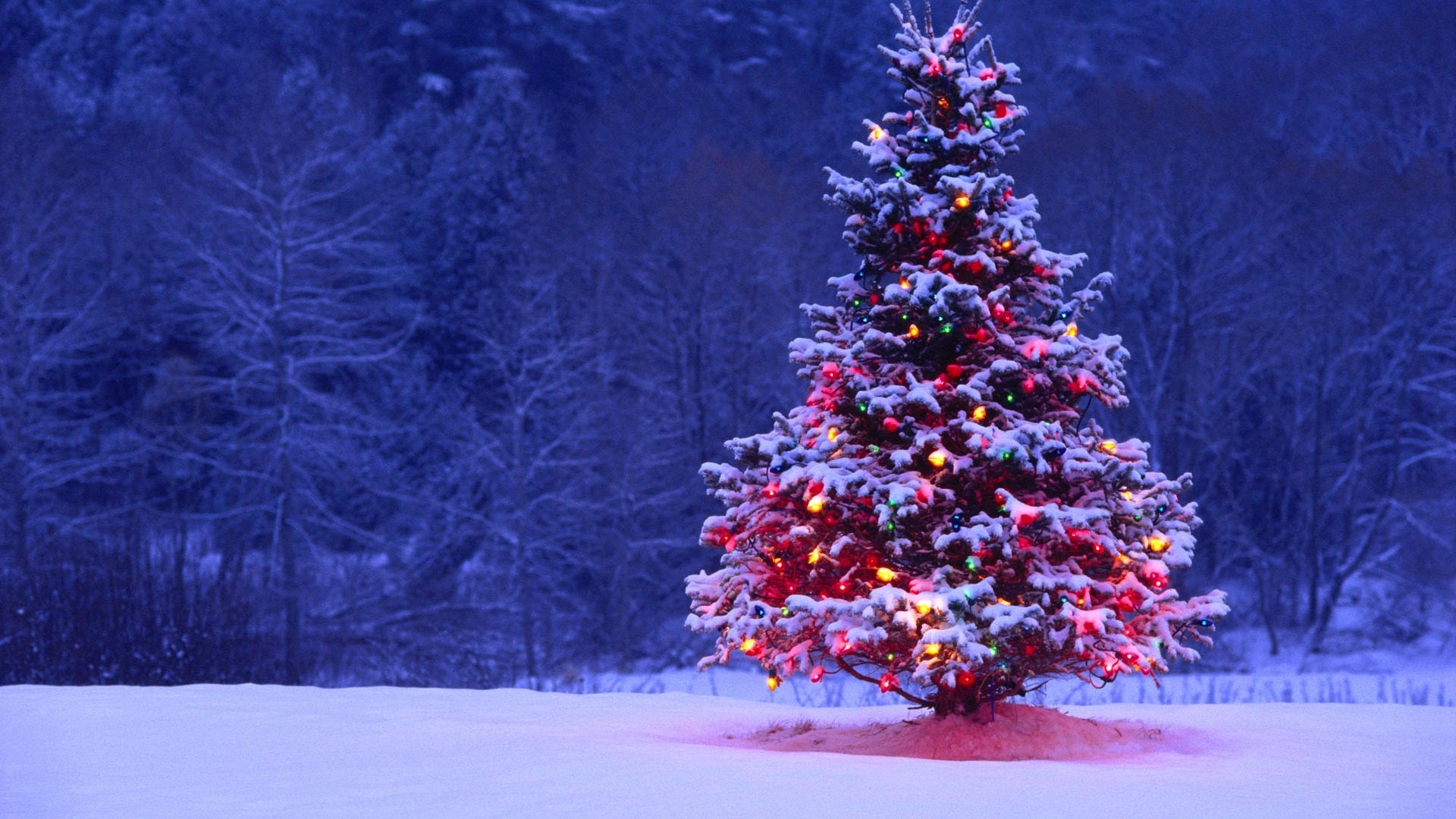 Merry Christmas & Happy New Year!